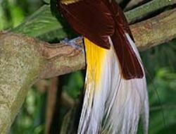 Discover the Majestic Birds of Paradise in Indonesia