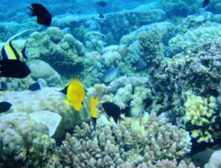 Sulawesi North: A Diver’s Paradise at Bunaken’s Sea Breeze Dive Resort