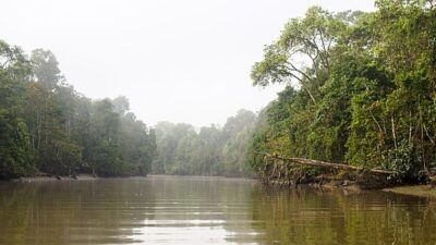 Best Wildlife Experiences in Kalimantan (Borneo)