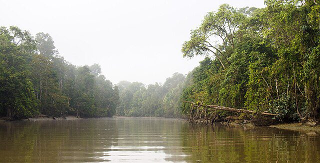 By Mike Prince from Bangalore, India - Kinabatangan River, CC BY 2.0, https://commons.wikimedia.org/w/index.php?curid=63637723