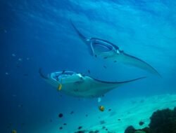 Best Diving Spots in Komodo National Park