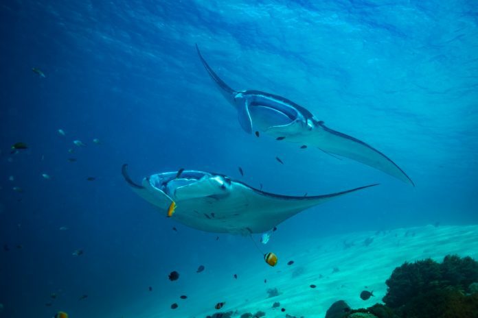 Manta-Alley-Komodo source: getlost.id