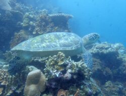 Discover The Enchanted Realm of the Green Turtle: An Exquisite Journey Through Indonesia