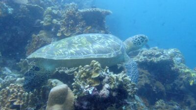 Penyu-Hijau source : tn-bunaken.com