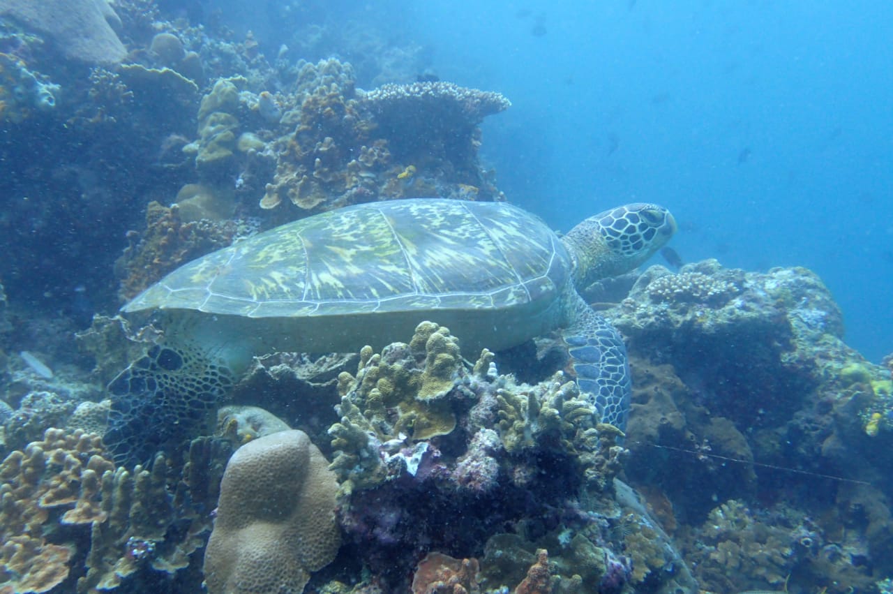 Penyu-Hijau source : tn-bunaken.com