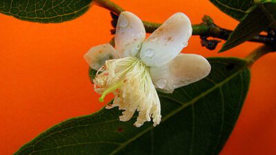 Psidium_guineense - source: By Alex Popovkin - https://www.flickr.com/photos/12589168@N00/2560260007/in/photolist-4Uf16V-4RzYnr-4UeZrn-4Ujd7f-4RE8u9-4Uje93-4REaPU-4REawy-dTmUmc-8Pn3BA-8PiYac-8Pn3nQ-8PiY1a-8PiYuz-dHwniQ-546SRF-547bcv-4RzX9z-4REagJ-4RE9zE-4RE8CY-4RE8XL-4RE9LS-4RE9aN-546RvZ-54b6fA-54b4Mm-54b7uJ-546Uy8-daHgJv-6GFLK1-6GFMgu-cMBLN3-6GBGZi-6P6aFn-8EFg2o-8EC6np-9jRKHp-547beK-bhBpYB, CC BY 2.0, https://commons.wikimedia.org/w/index.php?curid=26626097