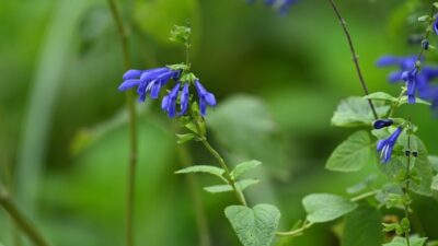 Salvia guaranitica