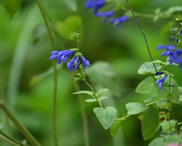 Salvia guaranitica