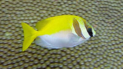 Siganus_virgatus_-_Barhead_spinefoot source: Oleh Amada44 - Karya sendiri, CC BY-SA 3.0, https://commons.wikimedia.org/w/index.php?curid=30350790