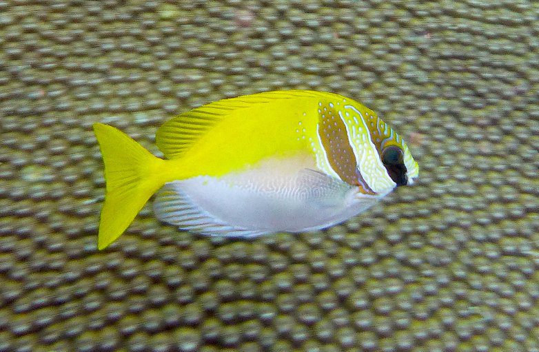Siganus_virgatus_-_Barhead_spinefoot source: Oleh Amada44 - Karya sendiri, CC BY-SA 3.0, https://commons.wikimedia.org/w/index.php?curid=30350790