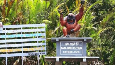 Orangutan Trekking in Borneo: A Complete Guide
