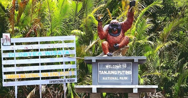 Taman-Nasional-Tanjung-Puting source: osc.medcom.id