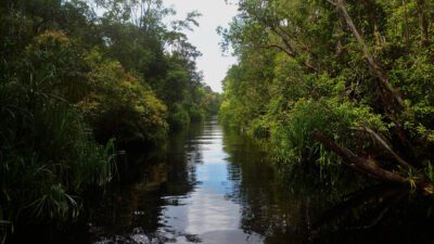 Jungle Trekking in Indonesia: Best Routes & What to Expect