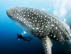 A Journey to the Whale Shark Sanctuary in Gorontalo: Adventures in Aquatic Marvels