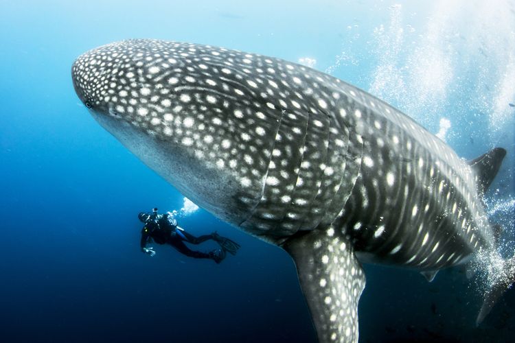Whale-Shark-Gorontalo source: shutterstock
