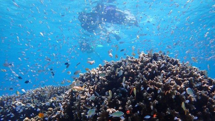 Wisata-bahari-di-Teluk-Maumere-Flores-NTT source: flores.tribunnews.com