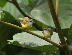 The Yellow-Bellied Warbler: A Comprehensive Guide to This Fascinating Bird