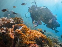 Best Snorkeling and Freediving Spots in Raja Ampat