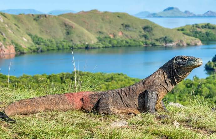 komodo-pulau-komodo-indonesia source: Wikipedia
