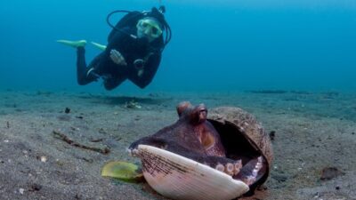 The Best Diving Spots in Indonesia That No One Talks About