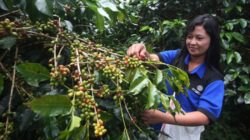 perkebunan-kopi-di-rantepao-toraja source: tribunnews.com