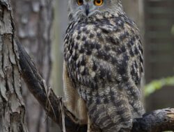 Discover the Enchanting Otus Angelinae: The Javan Scops Owl Adventure