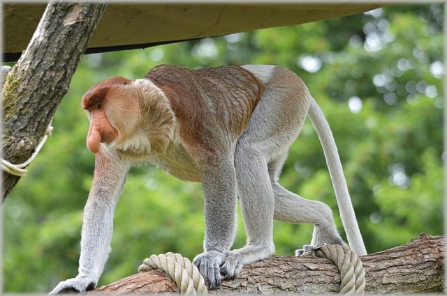proboscis-monkey source: pixabay