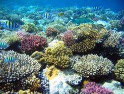 Discover the Enchantment of Indonesia: A Paradise of Culture and Nature