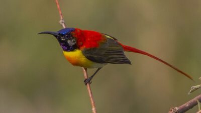 Fire-tailed-Sunbird - source: By Dibyendu Ash - The species Fire-tailed-Sunbird has been photographed during the bird photography tour to East Sikkim, India of GoingWild in the month of May 2014.Previously published: Yes, this file has been previously published in Facebook; I am yet to publish this image in other ornithology sites and portals., CC BY-SA 3.0, https://commons.wikimedia.org/w/index.php?curid=33440860