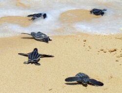 Conserving Leatherback Turtles in West Papua