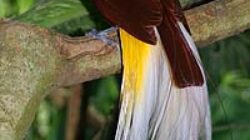 Lesser_Bird_of_Paradise - source: CC BY-SA 3.0, https://commons.wikimedia.org/w/index.php?curid=338783