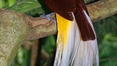 Lesser_Bird_of_Paradise - source: CC BY-SA 3.0, https://commons.wikimedia.org/w/index.php?curid=338783