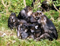 The Cultural Kinship of the To Lindu and Tonkean Macaques