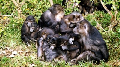 Macaca-tonkena-group - source: By No machine-readable author provided. Janekvorik~commonswiki assumed (based on copyright claims). - No machine-readable source provided. Own work assumed (based on copyright claims)., Public Domain, https://commons.wikimedia.org/w/index.php?curid=1698814