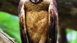 minahasa-masked-owl - source: https://avibase.bsc-eoc.org/species.jsp?avibaseid=C54633EEB3749878