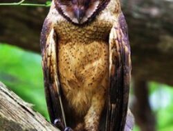 Preserving the Minahassa Masked Owl