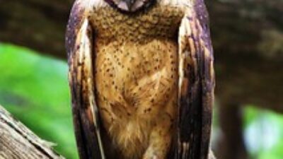 minahasa-masked-owl - source: https://avibase.bsc-eoc.org/species.jsp?avibaseid=C54633EEB3749878