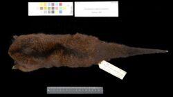 ringtail possum - source: By The Trustees of the Natural History Museum, London, CC BY 4.0, https://commons.wikimedia.org/w/index.php?curid=92816716