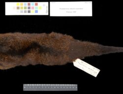 The Enigmatic Reclusive Ringtail Possum