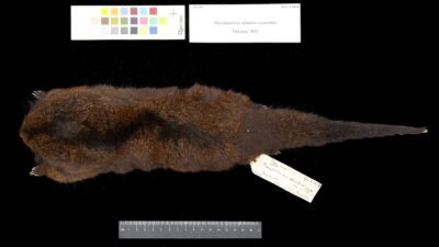 ringtail possum - source: By The Trustees of the Natural History Museum, London, CC BY 4.0, https://commons.wikimedia.org/w/index.php?curid=92816716