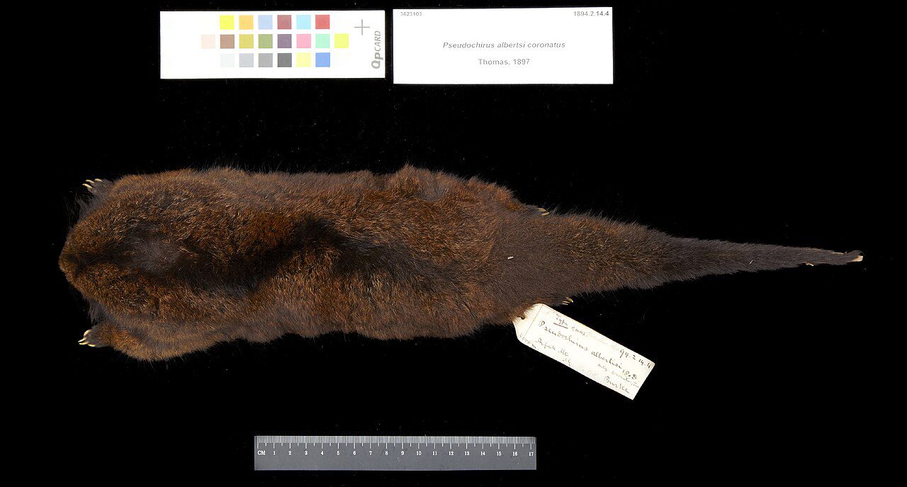 ringtail possum - source: By The Trustees of the Natural History Museum, London, CC BY 4.0, https://commons.wikimedia.org/w/index.php?curid=92816716
